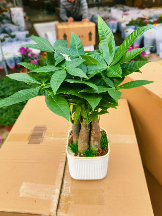 现货 自吸四杆发财树到货 商品图0