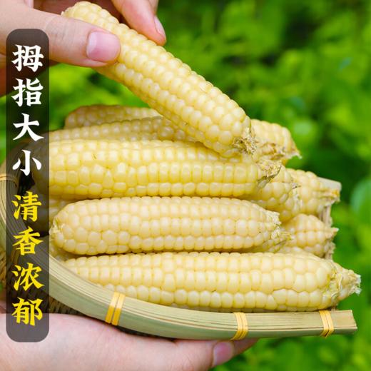 【斌哥优选】西双版纳拇指小玉米，非转基因0农残，细嫩可口，甜香可人，减脂期的好搭档低卡碱性食物，小朋友早餐超爱 商品图3