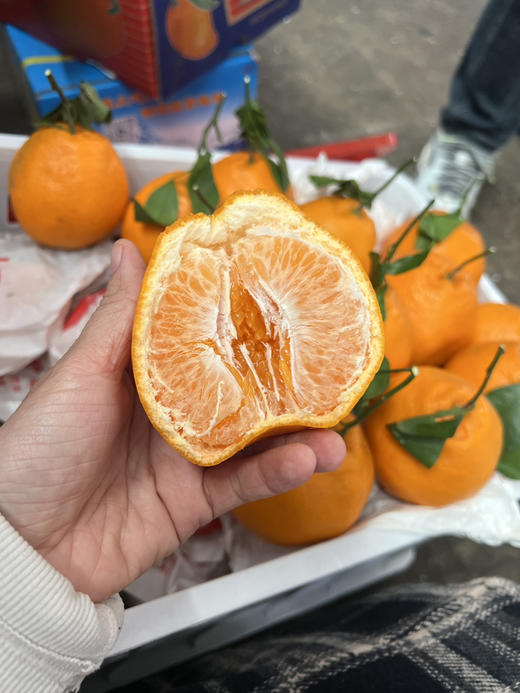 宏丰精选，春见耙耙柑，口感甜，水份多，9.9元2斤 商品图3