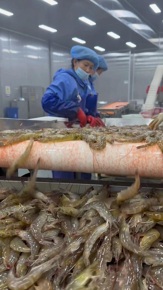 顺丰包邮，4盒送1盒到手5盒，渤海湾有机生冻盐田虾1年只有1季，一盒一码可溯源 活虾速冻 肉质弹甜 只需要白灼就非常好吃 顺丰基地直邮 商品图13