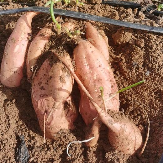 【39.99元/箱 5斤包邮到家】鸿翠园 有机蜜薯 商品图2