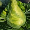 鸿翠园 有机牛心菜 商品缩略图3
