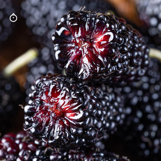 15天内发 企鹅市集|大凉山阳光果桑 四拼蜜桃果桑/紫晶果桑/金香果桑/传统果桑 独家品种桑葚 树上自然熟 甜蜜柔嫩风味十足 商品图6