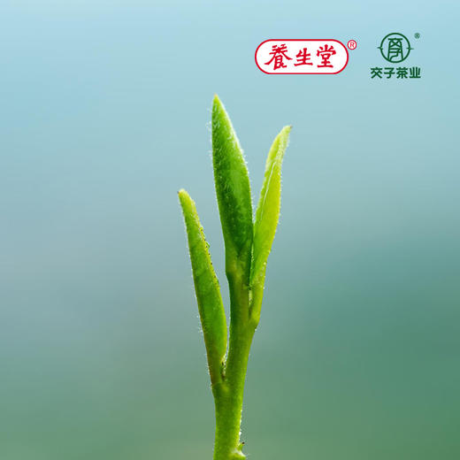 交子西湖龙井茶【125G*2 一级】礼盒装 商品图2