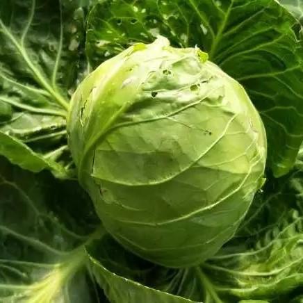【限量福利】鸿翠园 有机头菜 商品图2