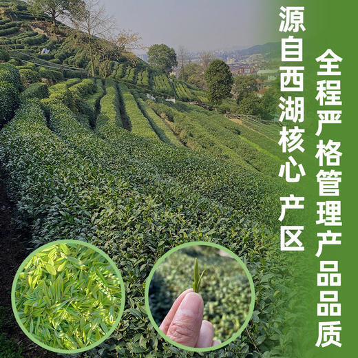 正宗明前AAA特级西湖产区龙井明前特级高端茶叶送礼优先核心地标 商品图1