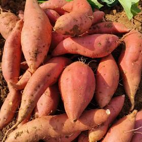 【39.99元/箱 5斤包邮到家】鸿翠园 有机蜜薯