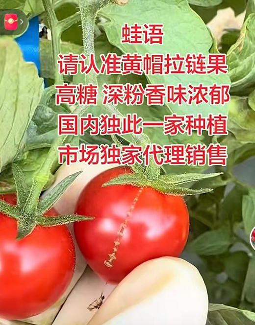 蛙语爆浆千禧果 一筐5.5斤 商品图13