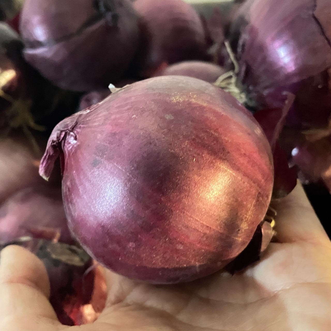 鸿翠园 有机圆葱 洋葱