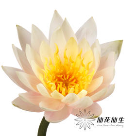 配花 | 睡莲香槟金