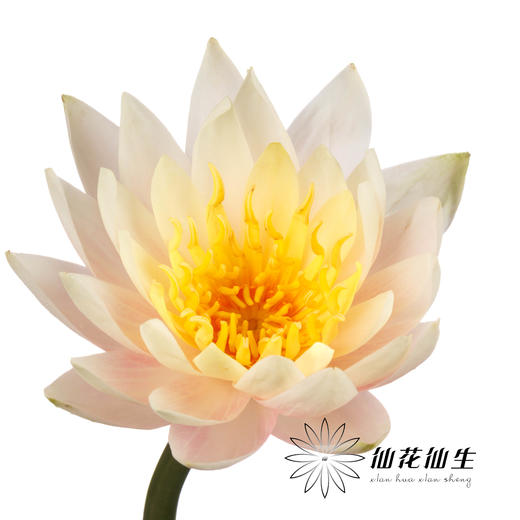配花 | 睡莲香槟金 商品图0