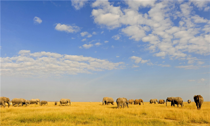 【暑假】<肯尼亚10天摄影之旅>五大园区深度摄影、360°敞篷摄影专用越野车、专业摄影师领队