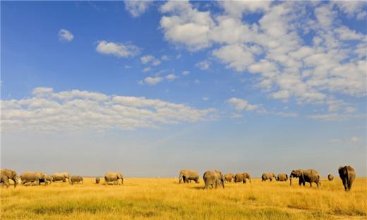 【暑假】<肯尼亚10天摄影之旅>五大园区深度摄影、360°敞篷摄影专用越野车、专业摄影师领队 商品图0