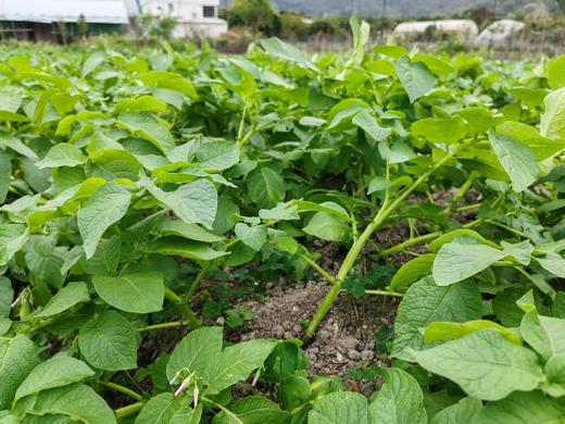 合作｜黄皮土豆 1kg  产地：广东 商品图3