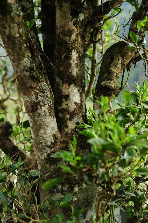 3月20日中午12点【2026年春茶】【弯弓荒野红茶】云南易武弯弓1800米高海拔产区古树晒红高端红茶 500克/箱 拍5发6 拍20发25 商品图3