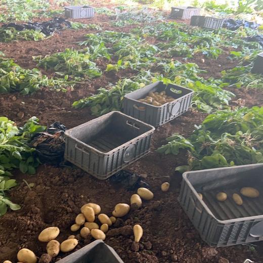 【新开园福利】鸿翠园 有机新土豆 商品图7