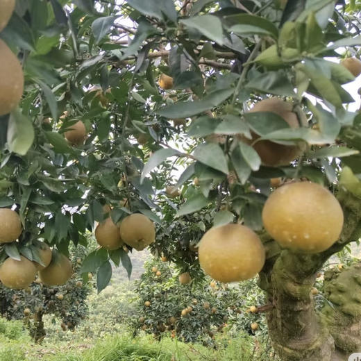 【邮政陆运】| 团购 湖北三峡库区美黑人棕橙，农家自种。毛重10斤，下单后陆续发货。 商品图3