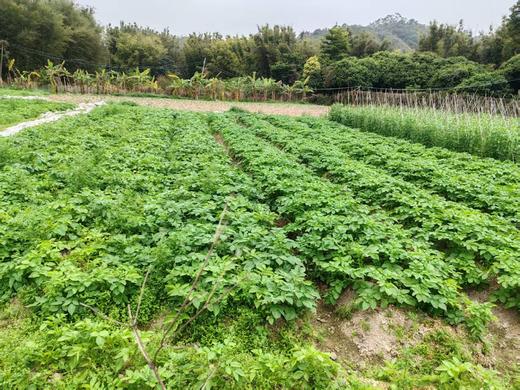 合作｜黄皮土豆 1kg  产地：广东 商品图2