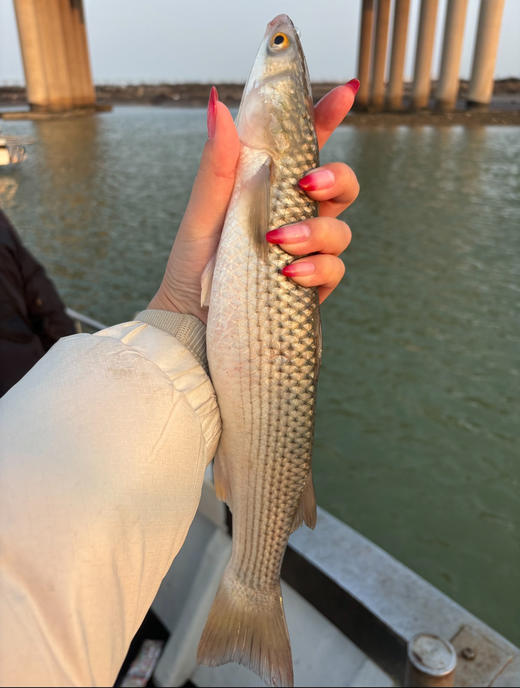 野生海梭鱼，提到烟台的美食，永远绕不开海鲜
老饕们常说“春吃鲜，赛神仙”
等了一个冬天，只为这一口“震撼美味”
鲜嫩肥美的“开冰梭”🐟
你一定要尝尝[害羞R]
3斤/箱，3-4条 商品图0