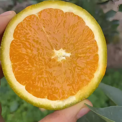 【邮政陆运】| 团购 湖北三峡库区美黑人棕橙，农家自种。毛重10斤，下单后陆续发货。 商品图1