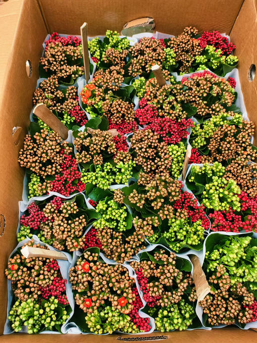 现货盆栽三色长寿花
​ 商品图0