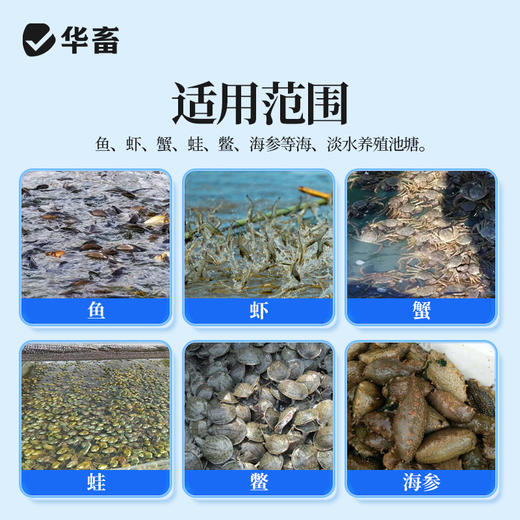 【社群专享】华畜千亿净水芽孢 分解残饵粪便 降氨氮亚盐 处理水草挂脏 控制青苔蓝藻 商品图2