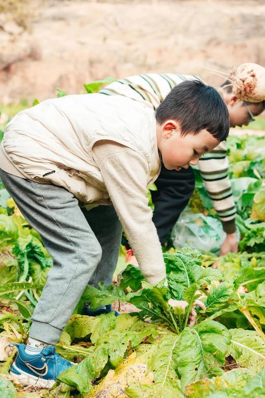 【郫县三道堰亲子营】4月5日：春日撒欢 | 抓泥鳅、磨豆浆、蔬菜采摘、挖野菜、制作叶儿粑 商品图10