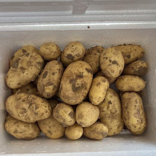 【新开园福利】鸿翠园 有机新土豆 商品图3