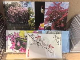 华师美丽异木棉明信片