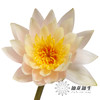 配花 | 睡莲香槟金 商品缩略图4