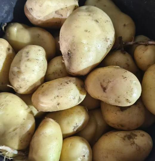 【新开园福利】鸿翠园 有机新土豆 商品图5