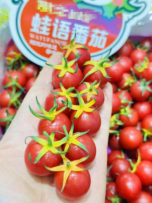 蛙语爆浆千禧果 一筐5.5斤 商品图0