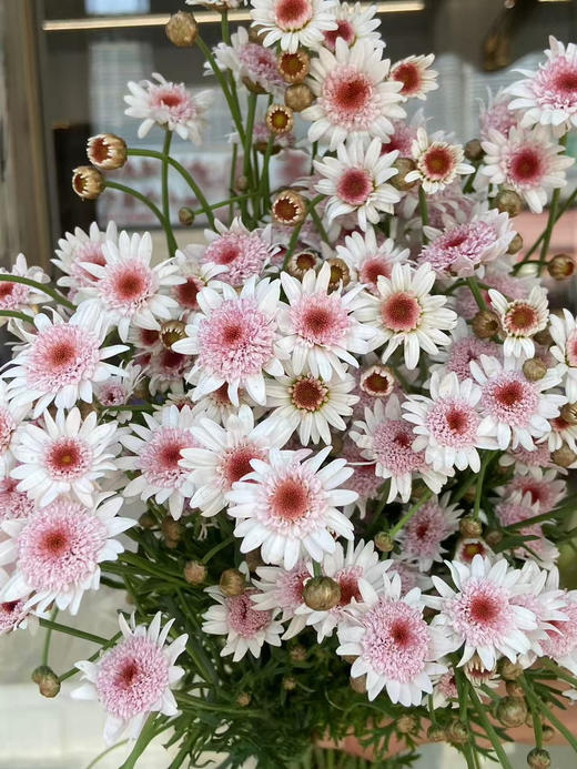 国产花材-【玛格丽特】草莓芯 商品图2