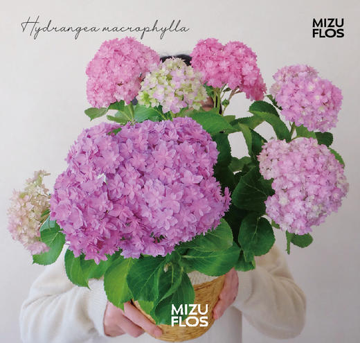 花治植物精选--无尽夏绣球（北京闪送） 商品图0