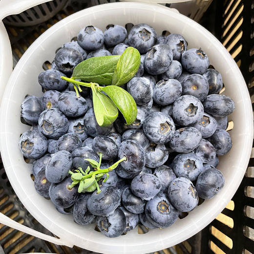 L25蓝莓18+（桶装）1.2kg 商品图0