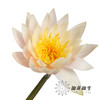 配花 | 睡莲香槟金 商品缩略图3