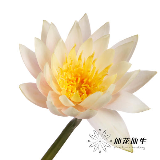 配花 | 睡莲香槟金 商品图3