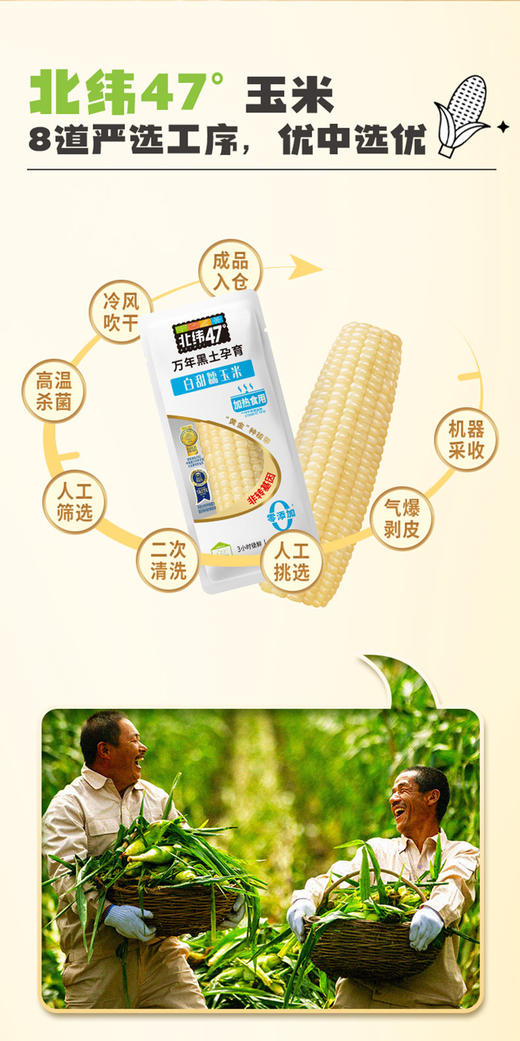 北纬47度白甜糯玉米230g*8支装  JCT 商品图1