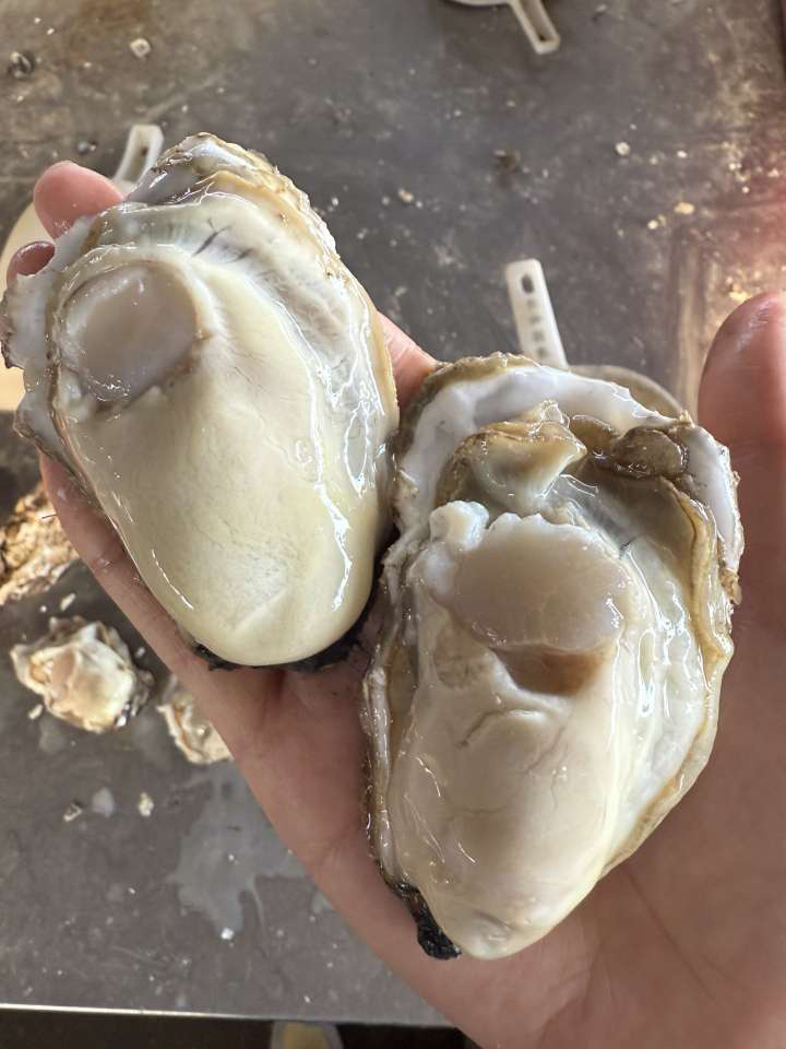 半野生奶香小生蚝，个头不大，肉厚，2.5斤/份
