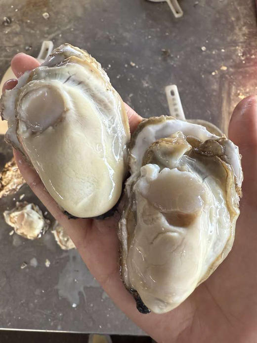半野生奶香小生蚝，个头不大，肉厚，2.5斤/份 商品图0