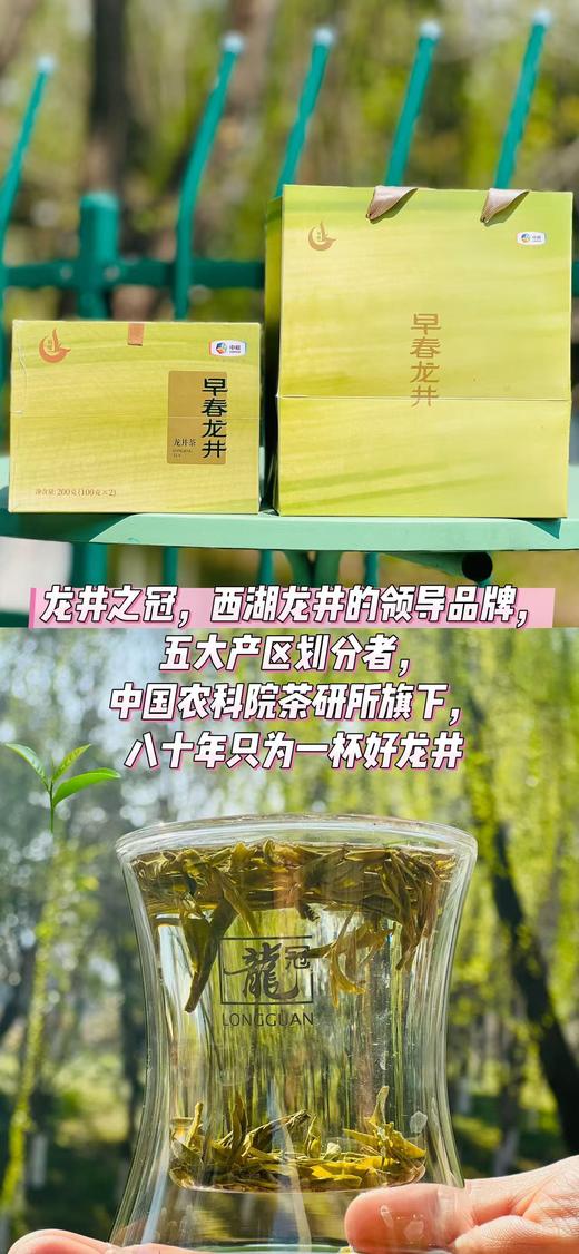 中茶龙冠龙井|2025龙冠龙井，龙井之冠，龙（隆）重上市啦~ 这个春天从一杯龙冠龙井开始 ~ 商品图3