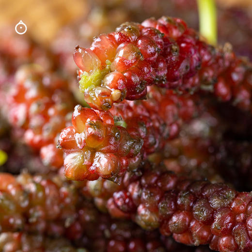 15天内发 企鹅市集|大凉山阳光果桑 四拼蜜桃果桑/紫晶果桑/金香果桑/传统果桑 独家品种桑葚 树上自然熟 甜蜜柔嫩风味十足 商品图4