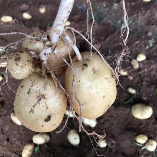 【新开园福利】鸿翠园 有机新土豆 商品图6