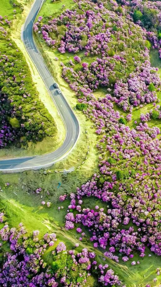 老药山高山杜鹃&雪山秘境、日照金山、白水台、太子十三峰、雪达村梅里雪山倒影7天摄影团（商务小车） 商品图3