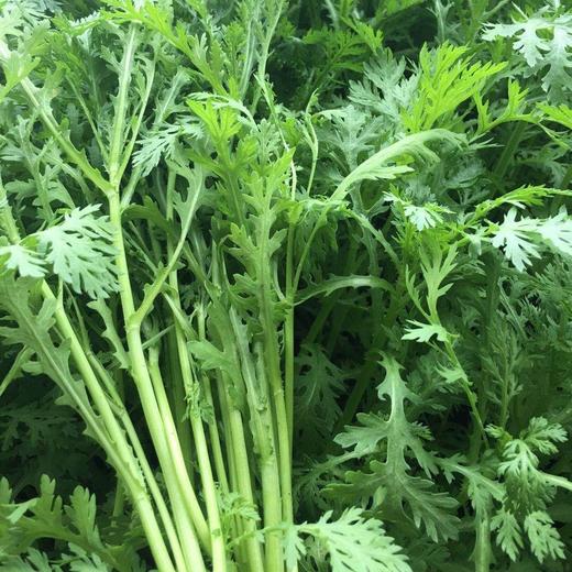 鸿翠园 有机茼蒿 商品图2