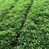 鸿翠园 有机茼蒿 商品缩略图4