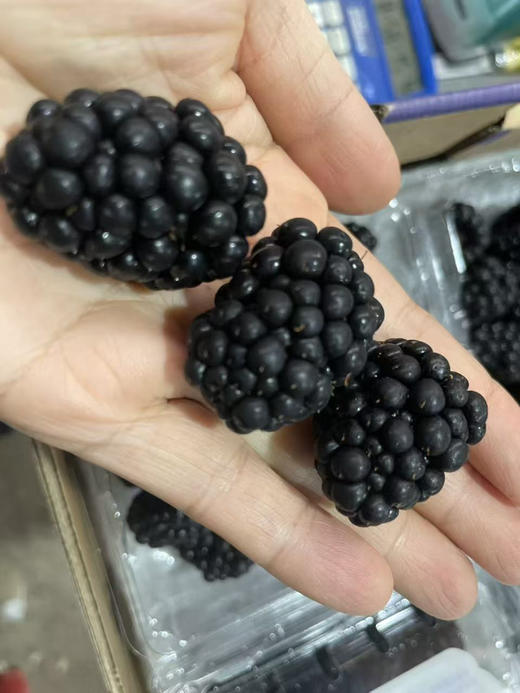 黑莓.花蝶香🦋 树莓一小盒 商品图1