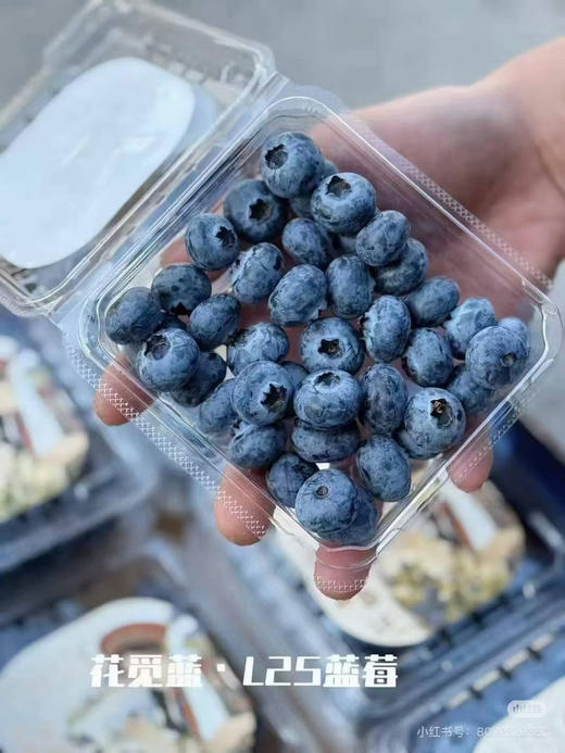 云南花香脆星空蓝莓 脆甜好吃18+ 商品图3