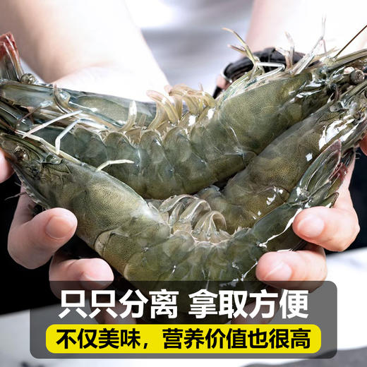 【顺丰直发！！】厄瓜多尔白虾，来自南美海域的海虾，肉质鲜美，Q弹紧实，清水煮都好吃 商品图2
