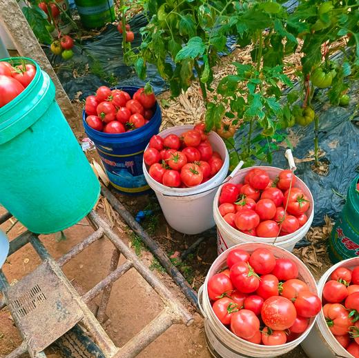 【普罗旺斯西红柿】果肉细沙厚实，一口飚汁，轻食减脂配餐，榨汁绝绝子，整个培育过程中保持不施化肥、🔥0膨大剂、0催红素，保证其最原始最纯真的样子自然生长 商品图3